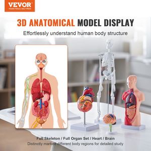 Juego de 4 Modelos de Anatomía Humana en 3D para Estudiantes, Equipo Educativo, Cerebro, Esqueleto, Manos, Características de Enseñanza Práctica - Product Image 2