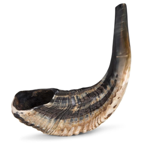 Shofar en corne de bélier poli, fait main, de qualité supérieure, casher, avec taille personnalisée - Product Image 5