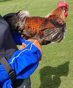 ถุงมือเชื่อมหนังวัวแบบหนาพิเศษ ทนความร้อน บริเวณฝ่ามือเสริมความแข็งแรง ถุงมือช่างเชื่อม ถุงมือป้องกันเพื่อความปลอดภัยในงานอุตสาหกรรม - Product Image 5