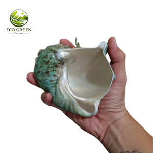 Revestimiento Iridiscente Verde de Concha Marina Pulida Premium para Decoración de Bodas, Decoración Costera para Spas y Resorts - Product Image 5