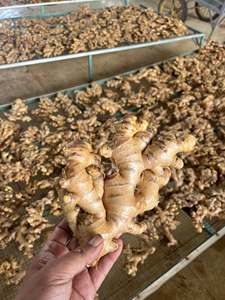 ขิงสดขายดี - ขิงเหลืองมาตรฐานส่งออกขายส่ง (+84 366 808 683) - Product Image 2