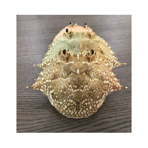 <b>CRAB</b> SHELLS ARE EXPORTED in LARGE QUANTITIES FROM VIETNAMESE SUPPLIERS at AFFORDABLE PRICES/ Ms.Thi - Product Image 6