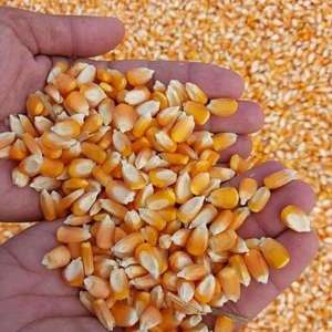 Maïs jaune frais biologique non-OGM de qualité supérieure du Royaume-Uni, grain de maïs de qualité alimentaire et fourragère, propre et séché, prêt pour l'exportation mondiale - Product Image 2