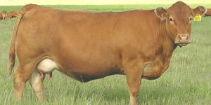Bovins vivants du Limousin pour la distribution en gros et le commerce international Afrique du Sud NMF (PVT) LTD - Product Image 4
