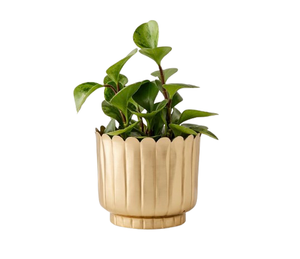 Juego de 2 Macetas Metálicas Ecológicas y Duraderas con Soporte en Diferentes Tamaños, Acabado Dorado, Decoración de Jardín Interior Más Vendida - Product Image 4