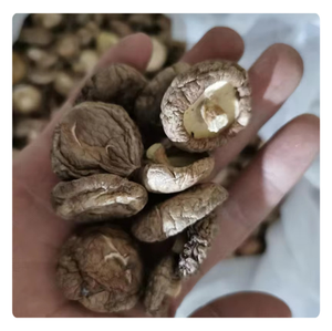 PREMIUM EXPORT-Champignons Shiitake séchés de qualité supérieure-Frais et fiables du Vietnam - Product Image 2