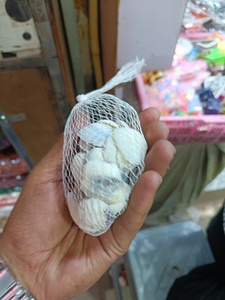 Premium Natural Sea Shells Uniform Shell Pack for DIY Crafts Aquarium Decoration Home Styling - Product Image 2