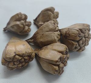 Fruits séchés de Pandanus Tectorius de haute qualité, pot-pourri botanique écologique, graines de Jack naturelles séchées pour la décoration - Product Image 2