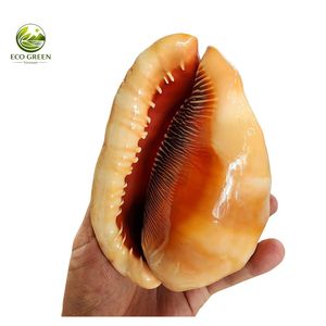 Coquille de mer rouge naturelle de qualité supérieure, décorative, pour maison de plage, mariage, aquarium et décoration artisanale - Product Image 6