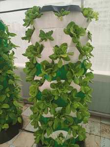 Tour de culture aéroponique verticale intelligente, idéale pour les maisons, les écoles et les utilisations commerciales, pour cultiver des légumes frais, des fruits et des herbes à la maison - Product Image 2