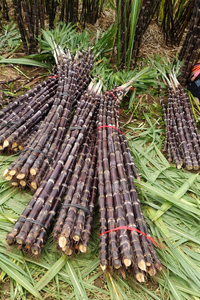Proveedor de Caña de Azúcar Congelada de Primera Calidad al por Mayor, Top Ventas, Exportación a Granel, Oferta Especial, Jugo Natural de Caña Envasado al Vacío - Product Image 4