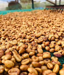 Granos de Café Verde Vietnamita Robusta, Suministro a Granel, Alta Calidad G1, Exportación OEM ODM, Directo de Fábrica, Venta Mundial, 24 Meses de Vida Útil - Product Image 3
