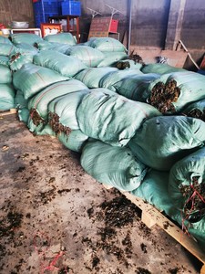 Sargassum Seco, Alga Marina Sazonada, Orgánica, Hojas Grandes Secas de Vietnam - Bolsa de 25 kg, Mejor Precio / Sra. Lima - Product Image 3