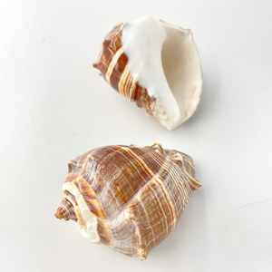 Decoraciones para casas de playa, conchas marinas al por mayor, conchas naturales del océano, conchas para manualidades - Product Image 3