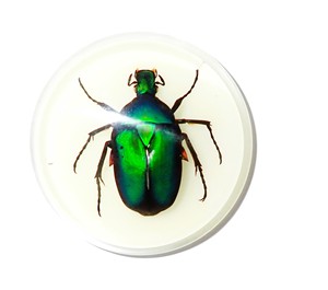 Cabujón de Plástico Redondo de 38.5x38.5 mm con Diseño de Escarabajo Chafer Verde, Base Plana Brillante para Manualidades y Joyería - Product Image 5