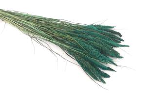 Flores y Plantas Decorativas de Setaria Italica Secas y Conservadas Naturales al por Mayor - Product Image 3