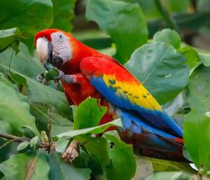 Proveedor Mayorista de Guacamayos Rojos para Centros de Cría de Aves, Especialistas Profesionales en Aves, Mercados Internacionales B2B, NMF (PVT) - Product Image 2