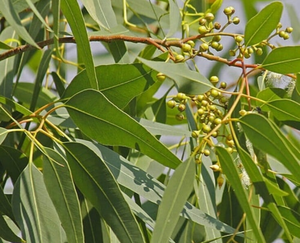 ธูปสมุนไพรยูคาลิปตัสแบบดั้งเดิม กลิ่นหอมจากพืชธรรมชาติ สำหรับพิธีกรรมประจำวัน การผ่อนคลาย และการทำสมาธิ - Product Image 5