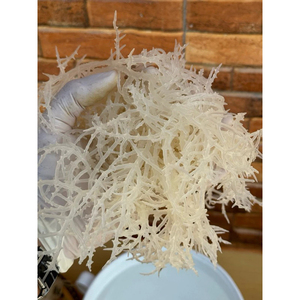 HOT <b>DRIED</b> GOLDEN SEA <b>MOSS</b> 2025/ IRISH SEA <b>MOSS</b>/ EUCHEUMA COTTONII Ms. Lily - Product Image 6
