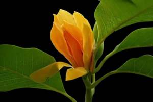 สารสกัดจากสมุนไพร Champaka เกรดอาหารสกัดจาก CO2ที่อุดมด้วยวิตามิน - Product Image 2