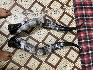Cuernos de toro pulidos a mano, naturales, de 28-30 pulgadas, par a juego, para decoración del hogar al estilo western. - Product Image 6