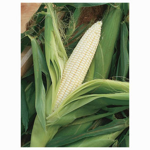 Producto Agrícola al por Mayor, Granos a Granel, Maíz Blanco y Amarillo Seco, Granos de Maíz Secos, Maíz Blanco Seco con Precio Competitivo - Product Image 1