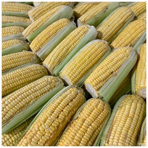 Maíz Amarillo Seco Puro y Orgánico / Maíz Amarillo Deshidratado |   Maíz blanco y maíz amarillo secos a granel disponibles - Product Image 5