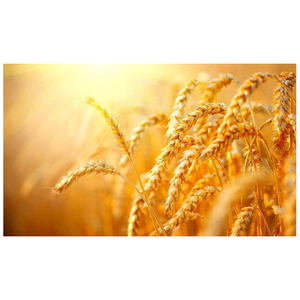 Blé dur de qualité supérieure en vrac, qualité alimentaire premium, prêt à être expédié, approvisionnement pour l'exportation - Product Image 5