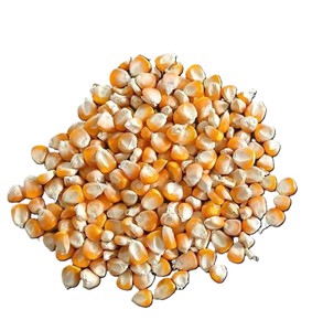 Maíz Amarillo Seco, Alto en Proteínas, No Glutinoso, Grado Alimenticio para Animales, Suministro a Granel, Proveedor de Granos para Alimentación de Ganado en India - Product Image 4