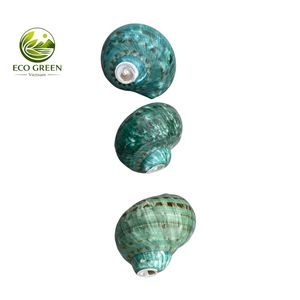 Natural Green Conch Shell Mother of Pearl Large Seashell for Aquarium Decor Craft Jewelry Inlay Bulk Supplier - Product Image 5