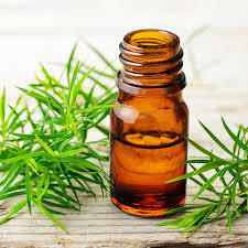 น้ำมันทีทรีบริสุทธิ์ 100% สำหรับอโรมาเธอราพี น้ำมันทีทรีธรรมชาติเพื่อสุขภาพผิวหน้าและบำรุงเส้นผมจากอินเดีย - Product Image 4