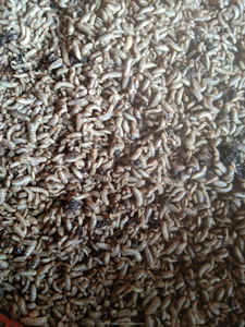 Vente en gros LARVE DE MOUCHE DE SOLDAT NOIR Nourriture de volaille séchée vers de farine séchés du Vietnam - Product Image 5