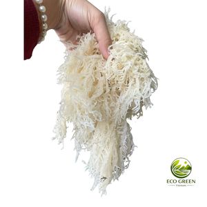 Organic Irish <b>Moss</b> <b>Dried</b> Sea <b>Moss</b> Wildcrafted Natural Seaweed Bulk Wholesale for Smoothie Gel Cosmetic Ingredient - Product Image 6