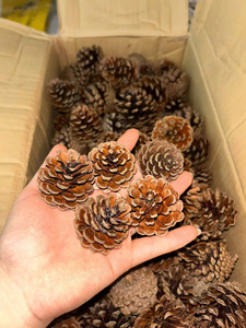 Craft Natural Pine Cones Christmas Decoration Rustic Home Decor DIY Craft Materials <b>Wreath</b> <b>Making</b> <b>Supplies</b> Autumn Fall Decor - Product Image 3