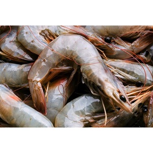 Camarones Congelados a Granel, 15 kg, Proceso BQF, 2 Años de Vida Útil, Disponibles para Venta a Precio de Mayoreo para Compradores Globales - Product Image 6
