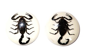 Scorpion noir, spécimen réel, cabochon en plastique rond 35x35 mm, fond plat blanc pour l'artisanat et la fabrication de bijoux - Product Image 2