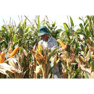 Maïs jaune biologique frais de qualité supérieure, graines de maïs sucré cru en vrac, conditionnées en sacs de 50 kg - Product Image 4