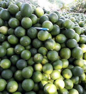 Limón Fresco de Primera Calidad, Cosechado en Vietnam, para Uso en Condimento de Alimentos y Aplicaciones Creativas en Bebidas - Product Image 3