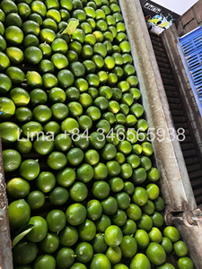 Limón Fresco Sin Semillas al por Mayor: Sin Semillas, Piel Verde Brillante, Jugoso, Imprescindible para Cocinar y Preparar Bebidas/ Sra. Lima - Product Image 6