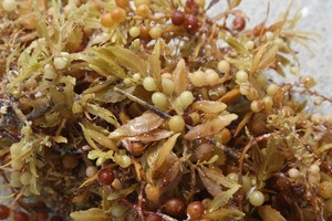 Sargassum spinuligrum/sargassum // shyn Tran แห้งจำนวนมาก - Product Image 5