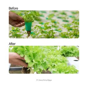 Engrais liquide biologique de haute qualité à base d'AB, solution nutritive hydroponique pour la croissance des légumes-feuilles, 100 ml - Product Image 3