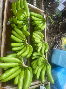 Fresh <b>Green</b> Cavendish Banana from Vietnam – Ideal Ripening for International Markets - Product Image 5