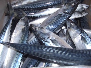 Pescado Atún Congelado IQF, Cuerpo Entero, Envasado al Vacío en Agua, Mariscos Sostenibles de Grado de Exportación para Servicios de Alimentación - Product Image 3