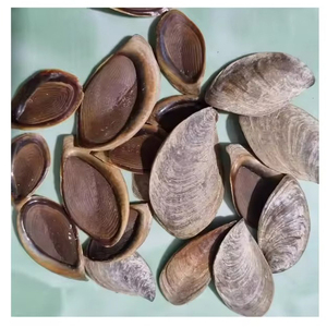 Conchas de Operculum de la Mejor Calidad para Comercio Mayorista Internacional, Artesanías Naturales y Decoración del Hogar - Product Image 1