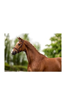 OEM ODM Custom Logo Professional Manufactures 100% Top High Quality PU Leather Horse Riding Bridle With <b>Cheap</b> Price - Product Image 3