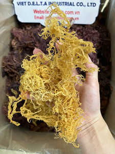 สาหร่ายทะเลแห้งเกรดพรีเมียม (Eucheuma Cottonii) จากเวียดนาม – จำหน่ายแบบขายส่ง - Product Image 3