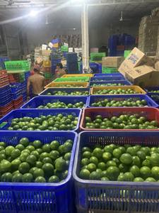 มะนาวไร้เมล็ด วิลาโคนิค 6กก. 7กก. บรรจุกล่อง พลาสติกใส สีเขียวสด ขนาด S/M/L จากเวียดนาม (+84968234538-คุณเจน) - Product Image 4