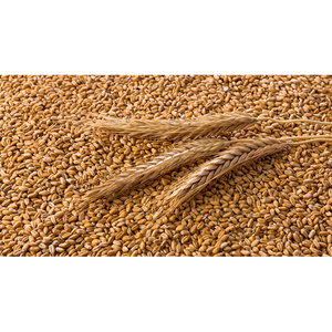 IMPORTATION DE GRAINS DE BLÉ BLANC SOFT ET DUR DE QUALITÉ SUPÉRIEURE À DES PRIX ABORDABLES. - Product Image 1