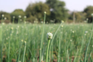 FB-RED 11 |   Graines d'oignons commerciales en vrac | |   Exportateur de semences du Gujarat, Inde - Product Image 4