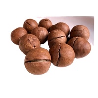 Échantillon gratuit de noix de macadamia grillées en gros craquelées> collation nutritive de taille 25mm pour la consommation directe des fabricants du Vietnam